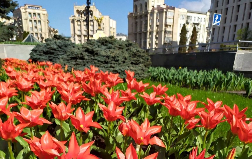 Тюльпани в Києві.