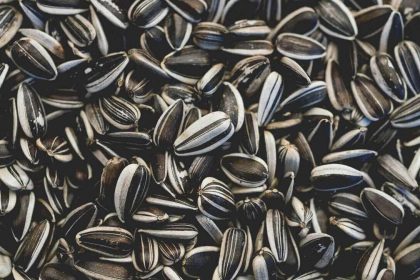 масличные культуры