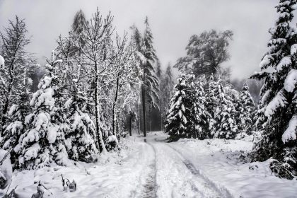 Зимовий ліс