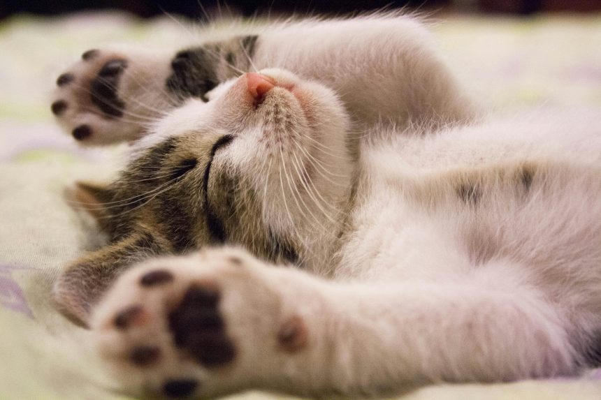 Кошеня