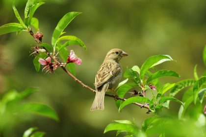 Птах