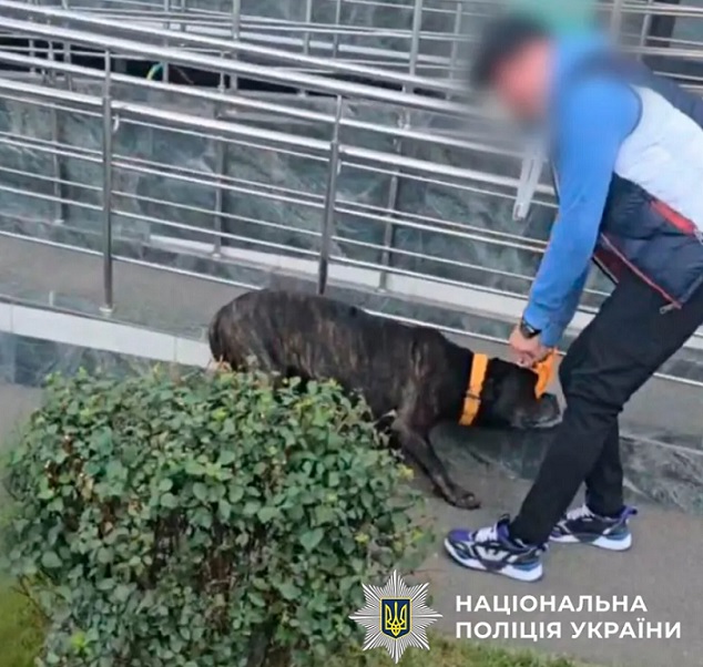 Чоловік побив собаку