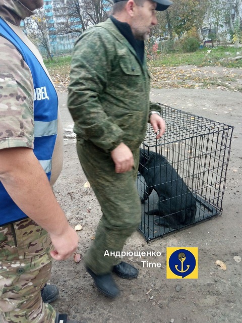 Відловлювання собак