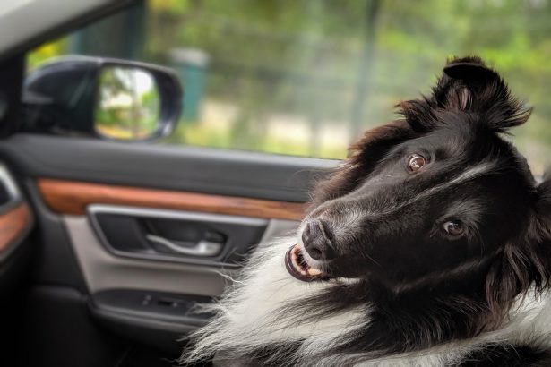 Собака у авто