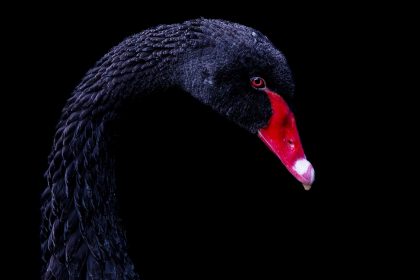 Темний лебідь