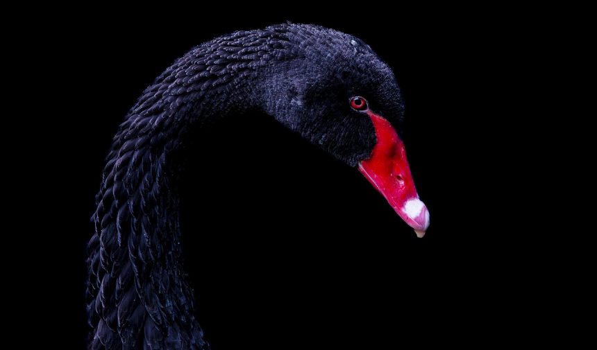 Темний лебідь